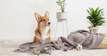 Todo lo que tu mascota necesita para sentirse en casa